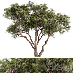 Stone Pine Tree Set 190 