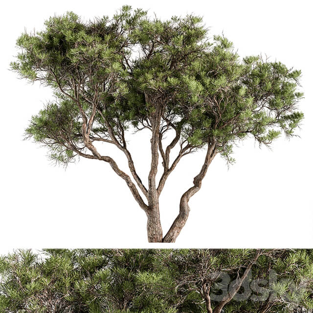 Stone Pine Tree Set 190