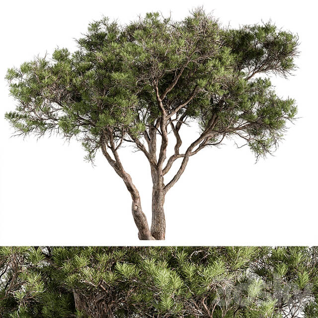 Stone Pine Tree Set 190