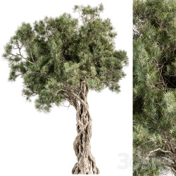 Tree Olive Set 193 
