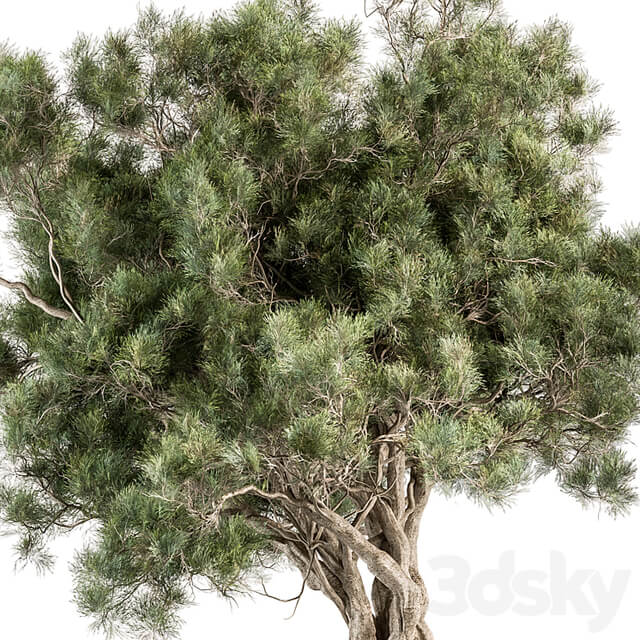 Tree Olive Set 193