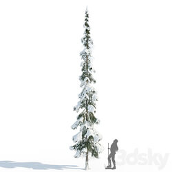 Winter taiga spruce 11m (Spruce). 