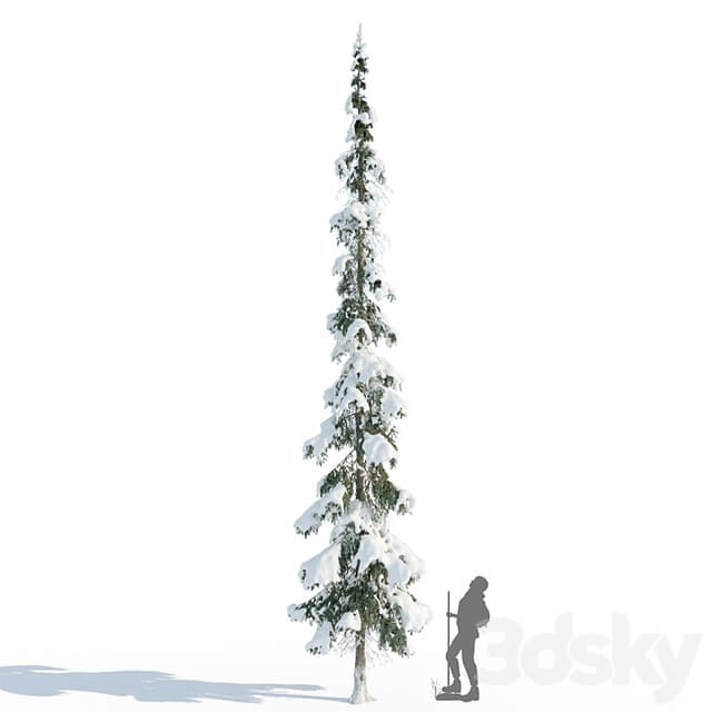 Winter taiga spruce 11m (Spruce).