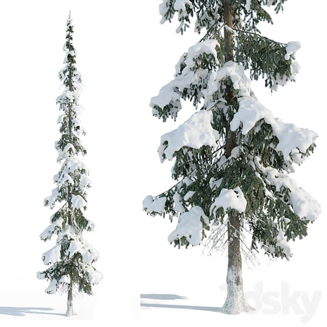 Winter taiga spruce 11m (Spruce).