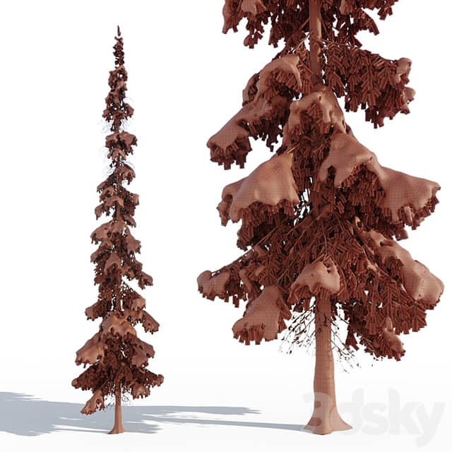 Winter taiga spruce 11m (Spruce).