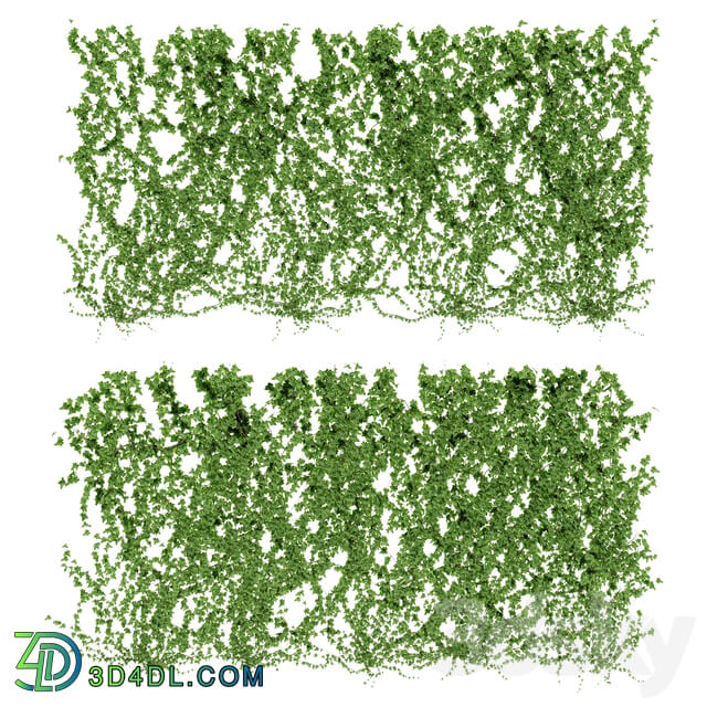 Wall of ivy leaves v4 3D Models