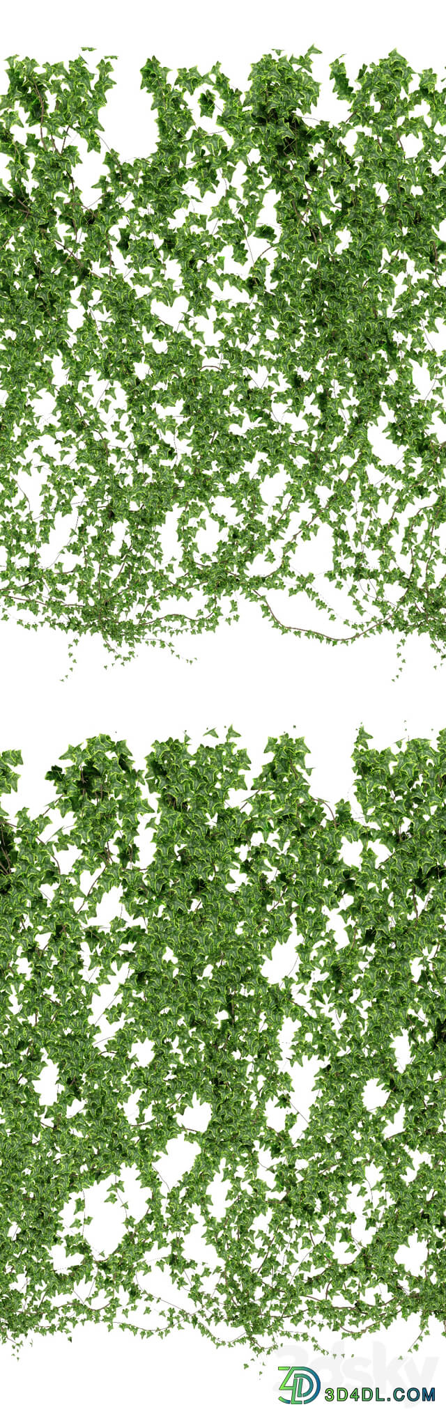 Wall of ivy leaves v4 3D Models