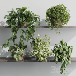 wall plant set Indoor plant 408 plants on shelf in handmade wooden basket 