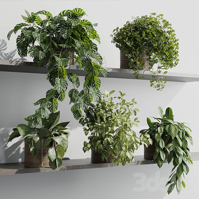 wall plant set Indoor plant 408 plants on shelf in handmade wooden basket