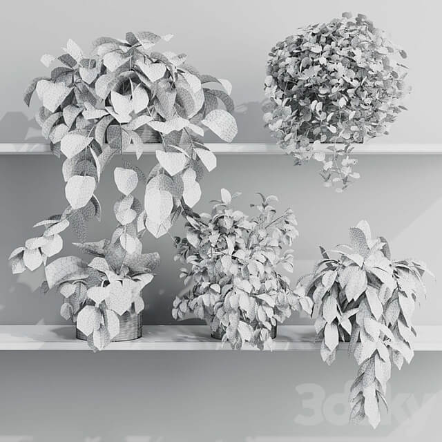 wall plant set Indoor plant 408 plants on shelf in handmade wooden basket