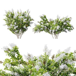 HQ Plants Myrtle White Flower little 