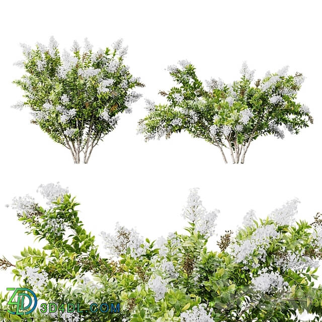 HQ Plants Myrtle White Flower little