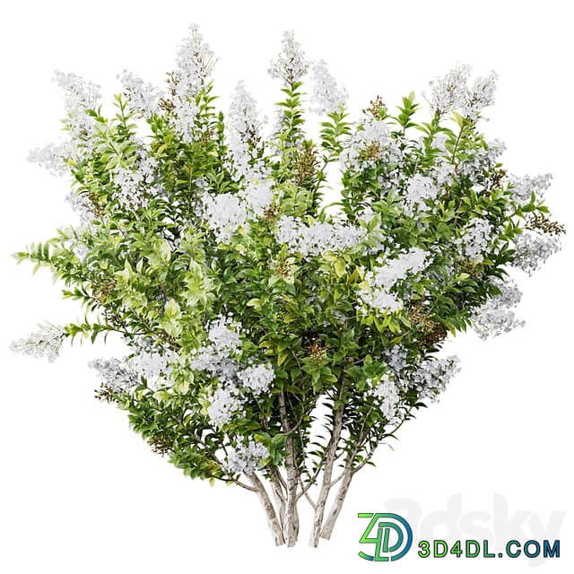 HQ Plants Myrtle White Flower little
