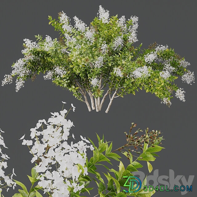 HQ Plants Myrtle White Flower little