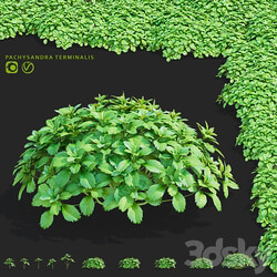 Pachysandra apical bushes | Pachysandra terminalis 