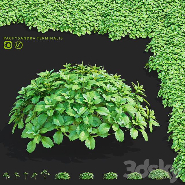 Pachysandra apical bushes | Pachysandra terminalis