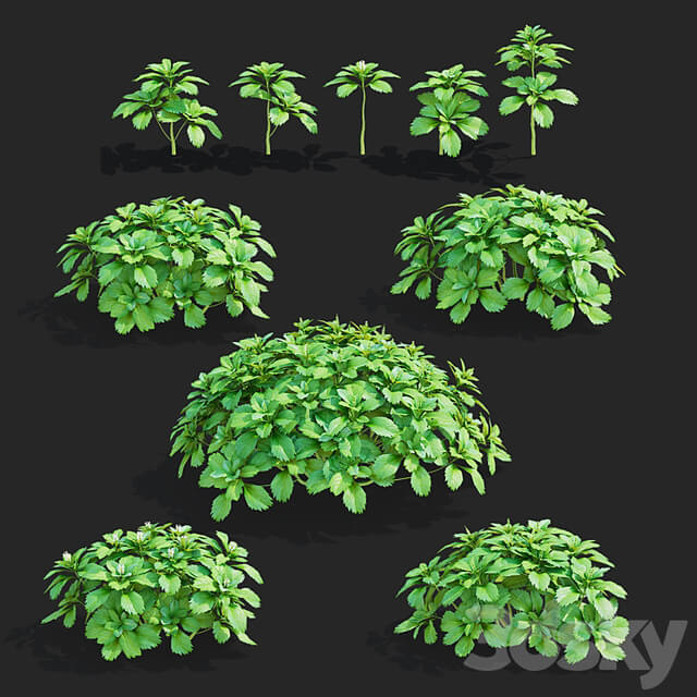 Pachysandra apical bushes | Pachysandra terminalis