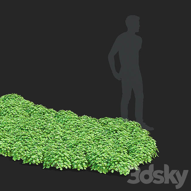 Pachysandra apical bushes | Pachysandra terminalis