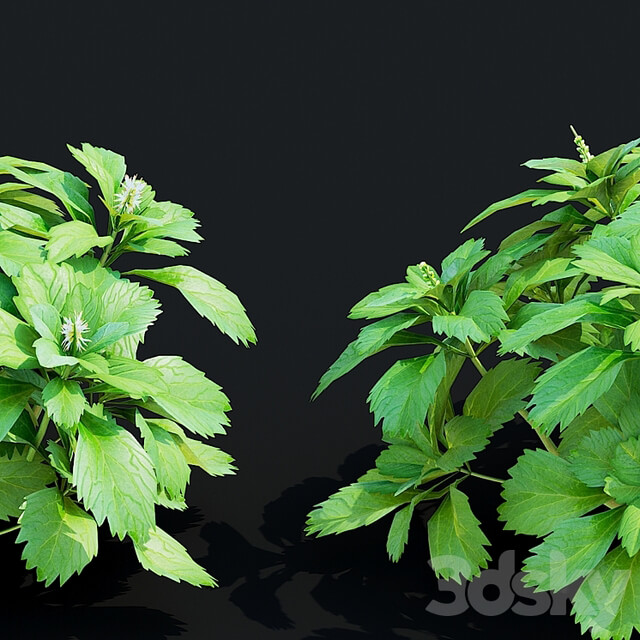 Pachysandra apical bushes | Pachysandra terminalis