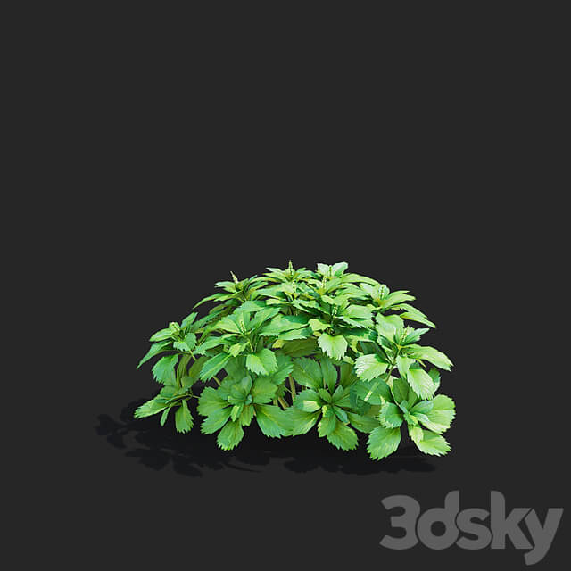 Pachysandra apical bushes | Pachysandra terminalis