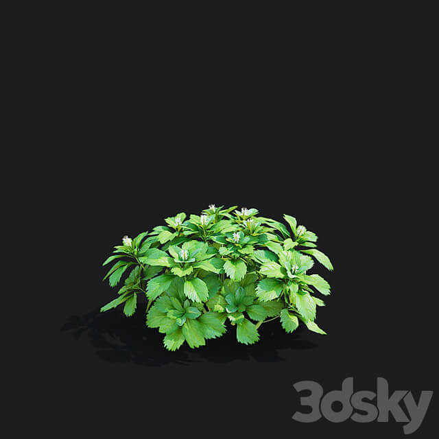 Pachysandra apical bushes | Pachysandra terminalis