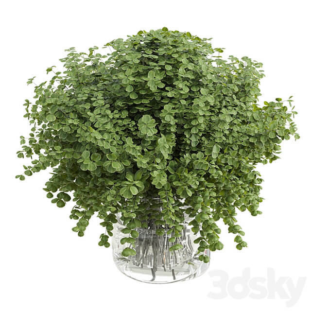 Branches plant with galss vase white bouquet 36