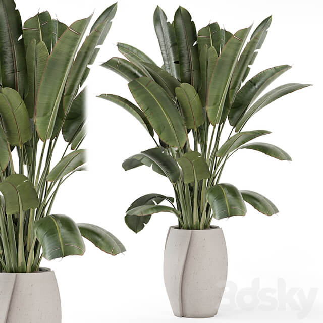 Indoor Plants in rusty Concrete Pot Set 1612