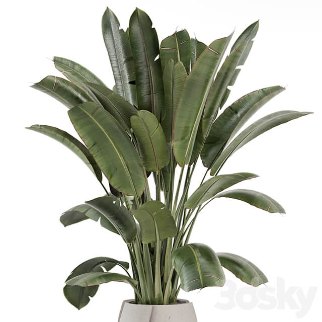 Indoor Plants in rusty Concrete Pot Set 1612