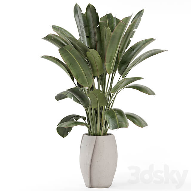 Indoor Plants in rusty Concrete Pot Set 1612