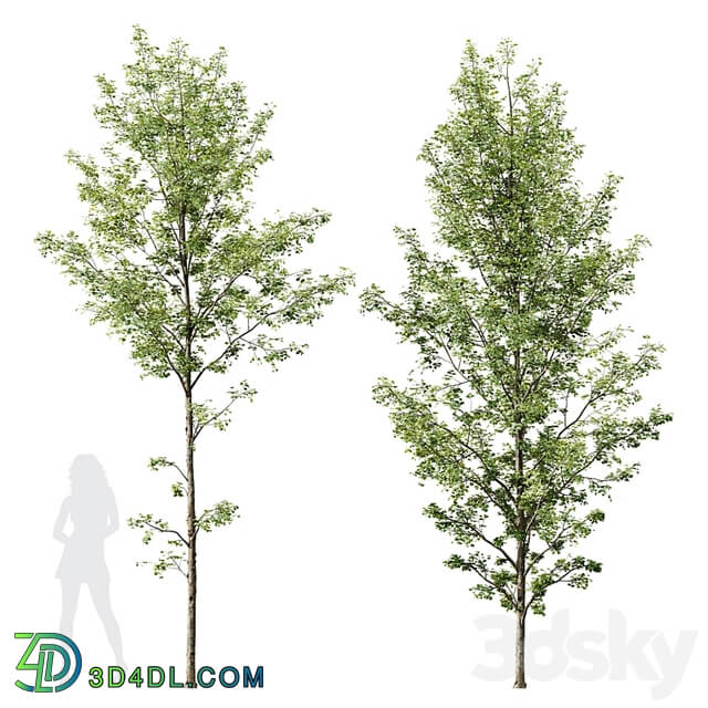 HQ Plants Alnus Glutinosa03