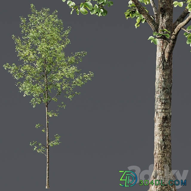HQ Plants Alnus Glutinosa03
