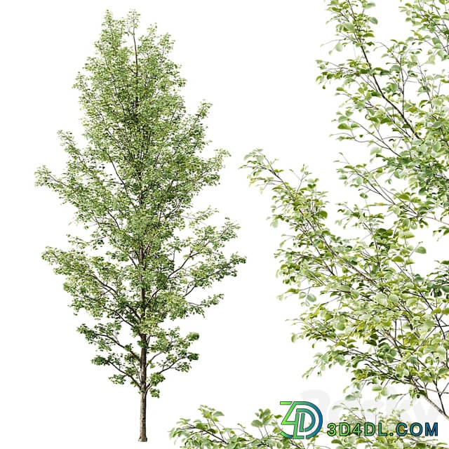 HQ Plants Alnus Glutinosa03