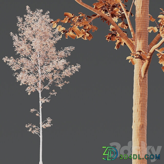HQ Plants Alnus Glutinosa03