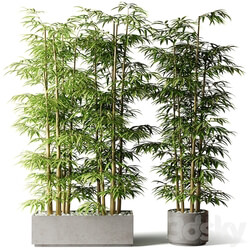 Bamboo in rectangular and round pots 