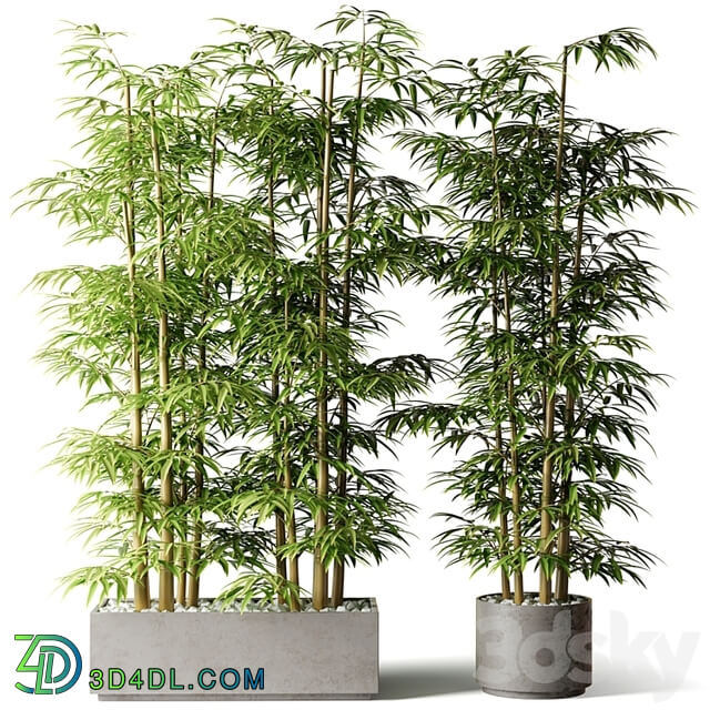 Bamboo in rectangular and round pots