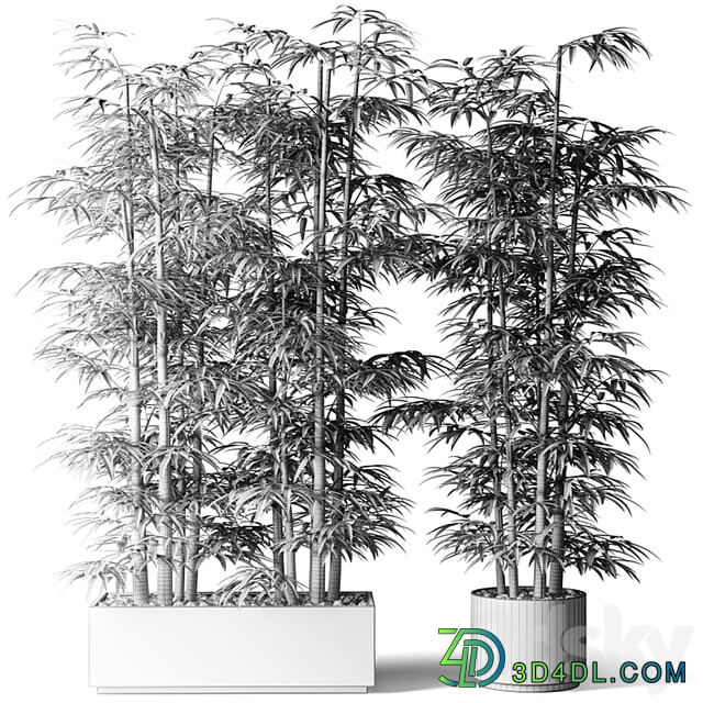 Bamboo in rectangular and round pots