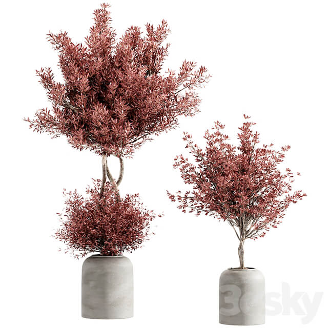 indoor plant set 21