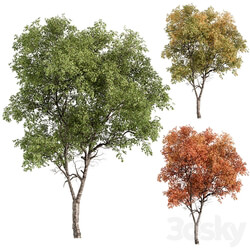 Broadleaf Tree Set 227 