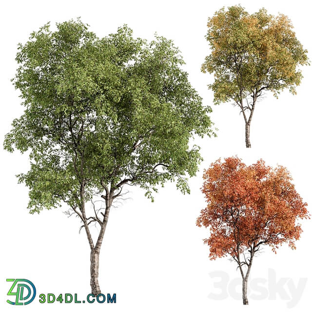 Broadleaf Tree Set 227