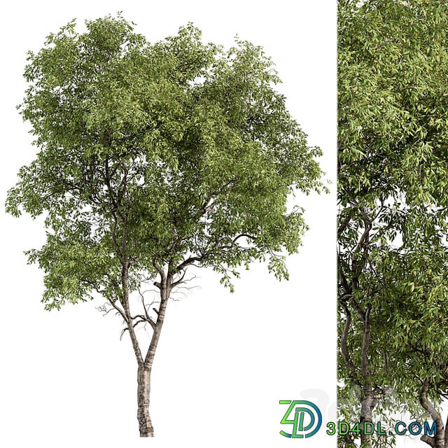 Broadleaf Tree Set 227