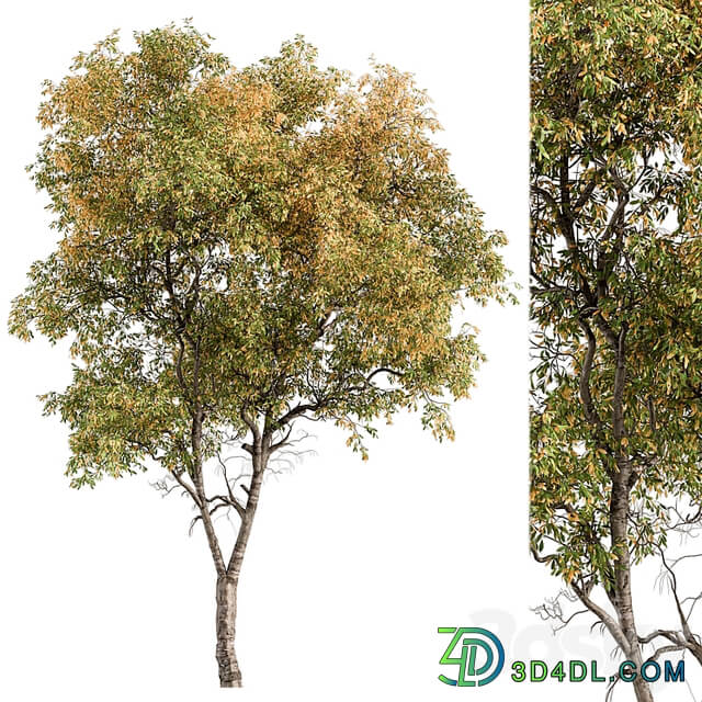 Broadleaf Tree Set 227