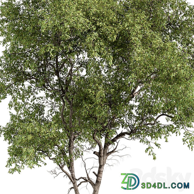 Broadleaf Tree Set 227