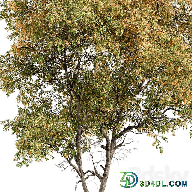 Broadleaf Tree Set 227