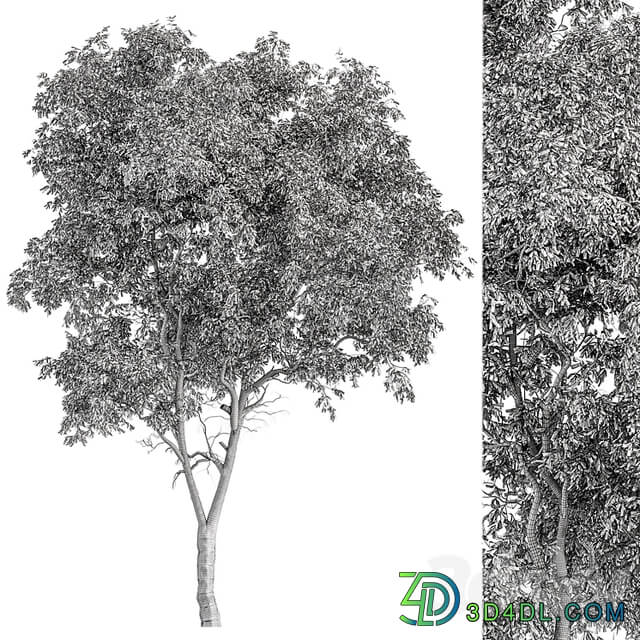 Broadleaf Tree Set 227
