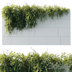 ivy hanging from the wall outdoor plants set 173 