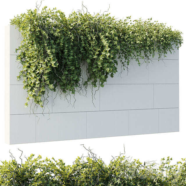 ivy hanging from the wall outdoor plants set 173
