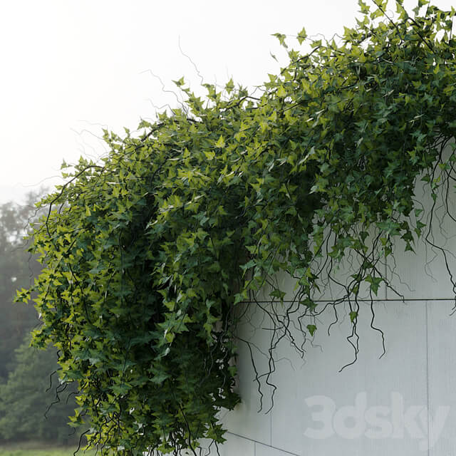 ivy hanging from the wall outdoor plants set 173