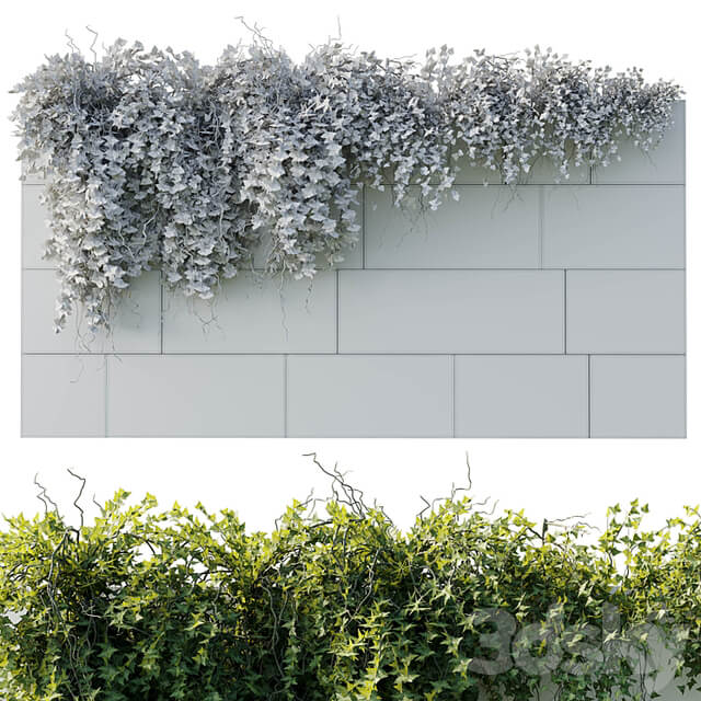 ivy hanging from the wall outdoor plants set 173