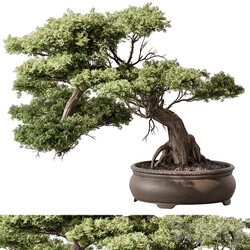 indoor Plant 584 Bonsai Plant 