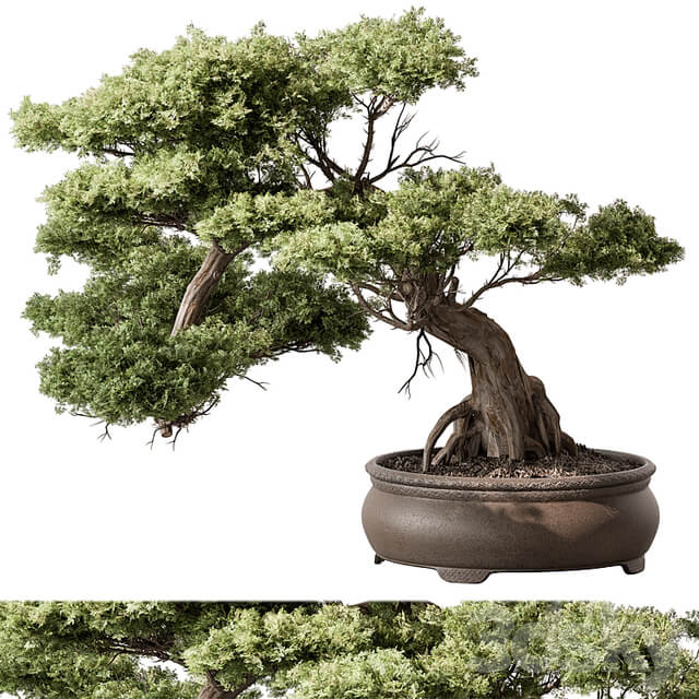 indoor Plant 584 Bonsai Plant